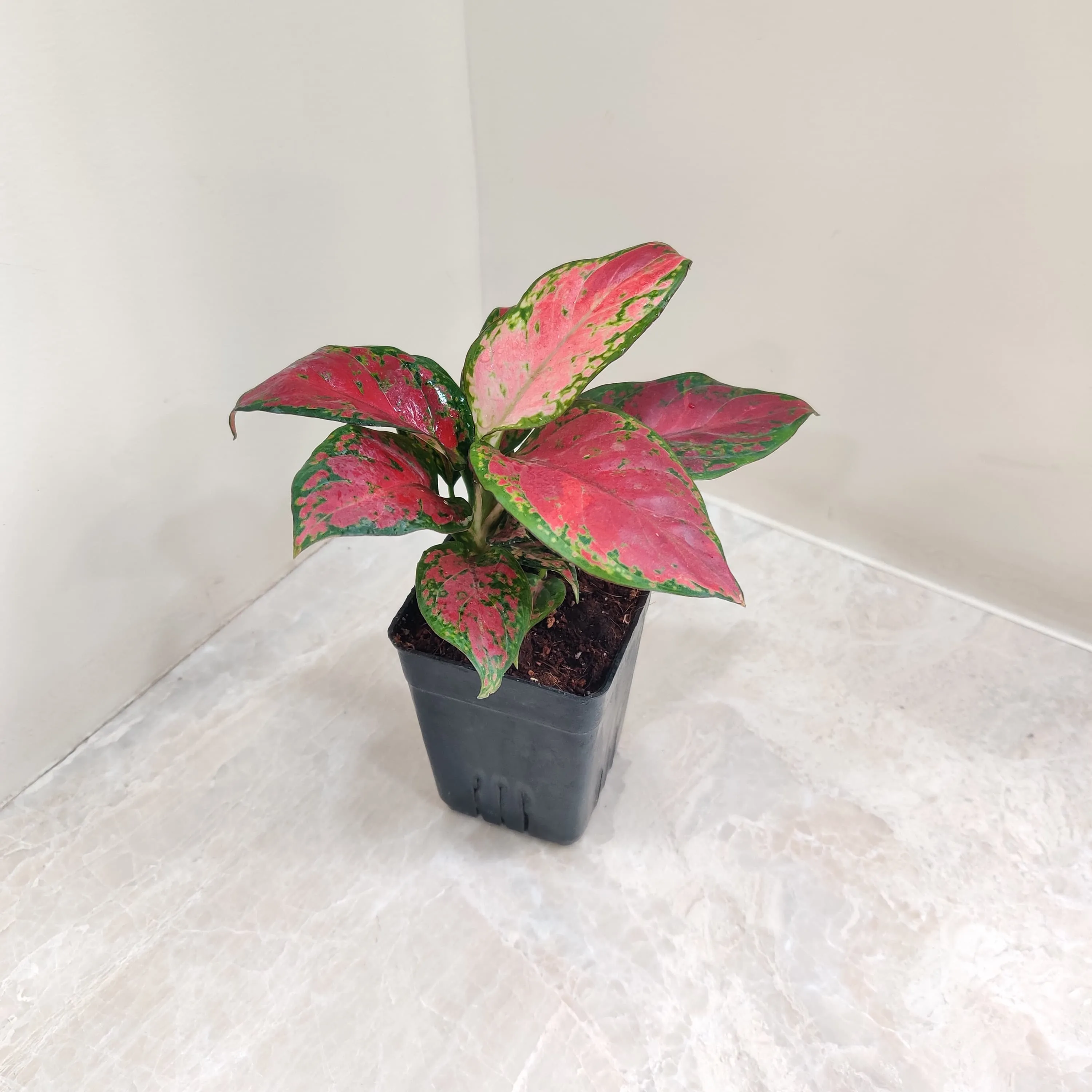 Aglaonema Black New Plant
