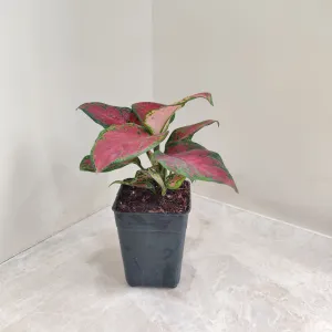 Aglaonema Black New Plant