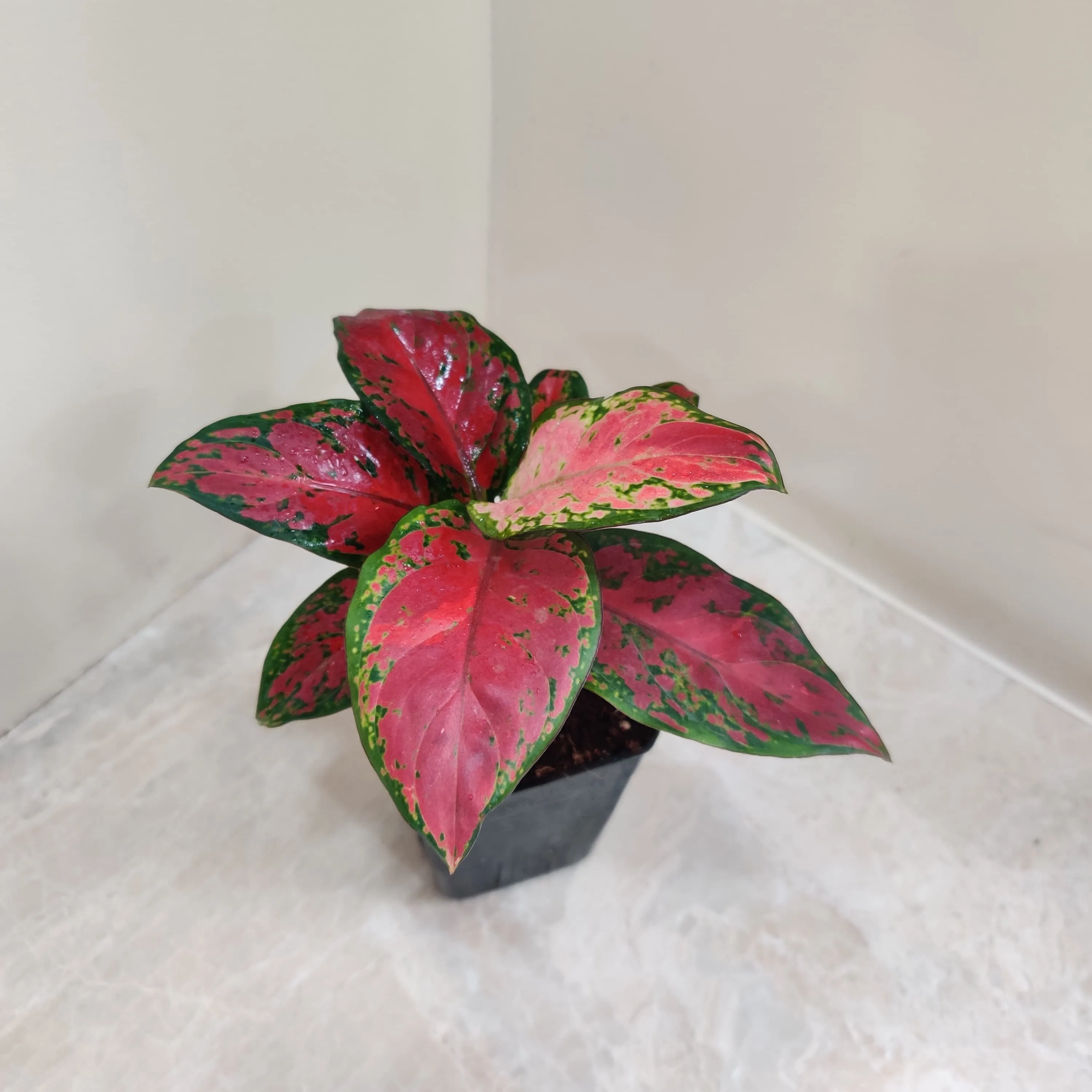 Aglaonema Black New Plant
