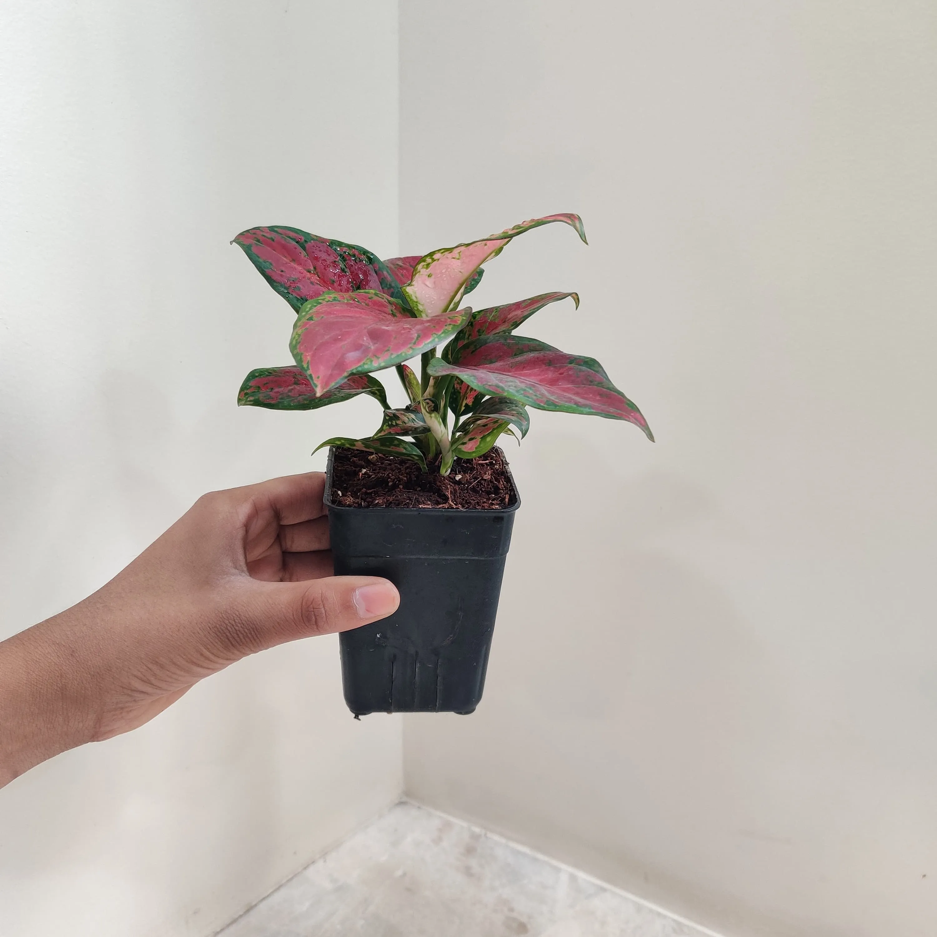 Aglaonema Black New Plant