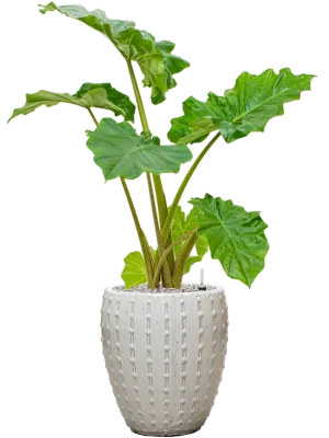 Alocasia 'Portodora' in Laos Mini Office Plant With Pot 103cm Height 25cm Dia