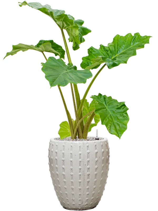 Alocasia 'Portodora' in Laos Mini Office Plant With Pot 103cm Height 25cm Dia