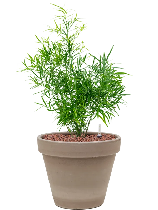 Asparagus falcatus in Terra Cotta Office Plant With Pot 55cm Height 23cm Dia