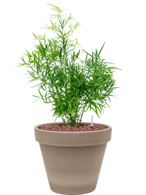 Asparagus falcatus in Terra Cotta Office Plant With Pot 55cm Height 23cm Dia