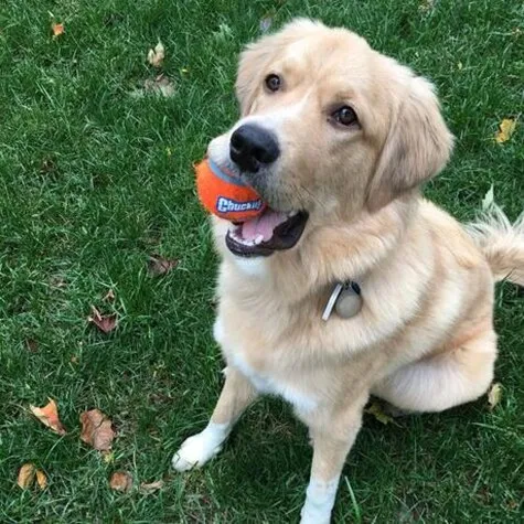 Chuckit! Small Tennis Ball Dog Toy (2pk)