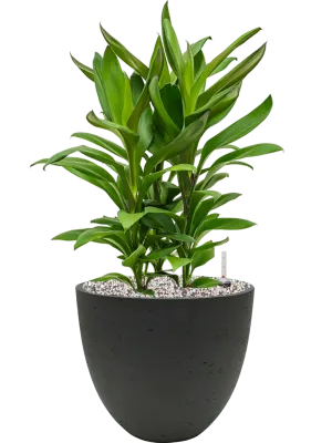 Cordyline fruticosa' Glauca' in Rough Office Plant With Pot 55cm Height 24cm Dia