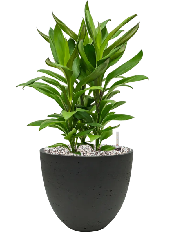 Cordyline fruticosa' Glauca' in Rough Office Plant With Pot 55cm Height 24cm Dia