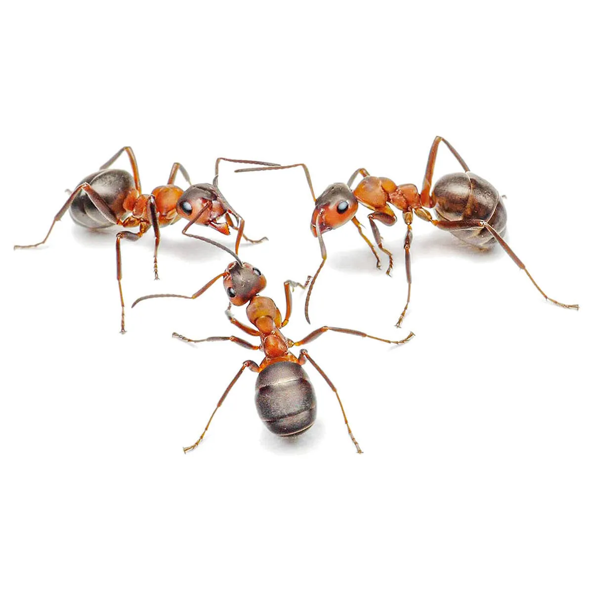 My Living World Ant World Kit