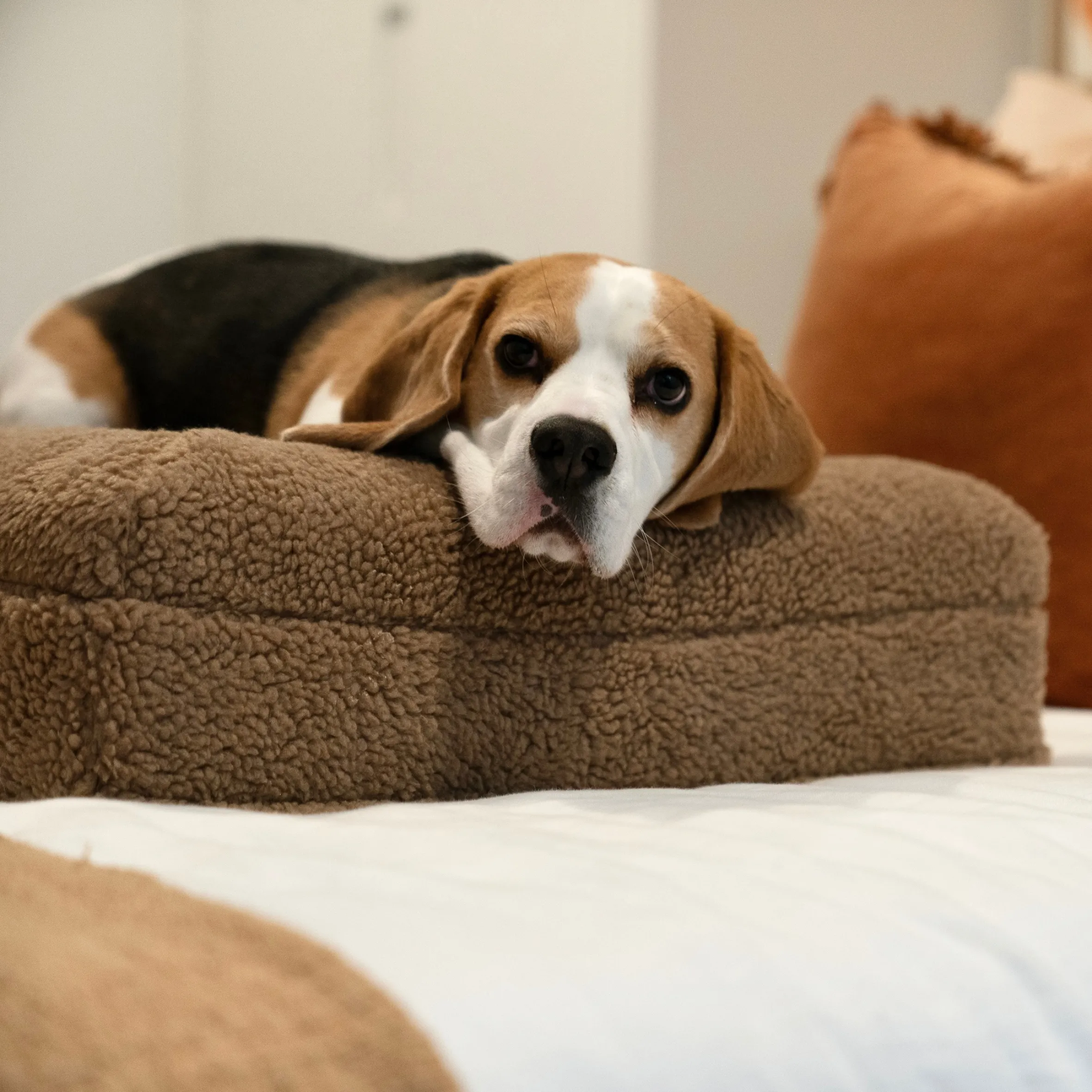 Premium Orthopaedic Memory Foam Bed in Deluxe Teddy